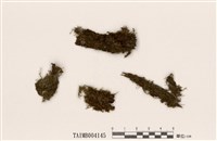 藏品(淡色同葉苔)的圖片